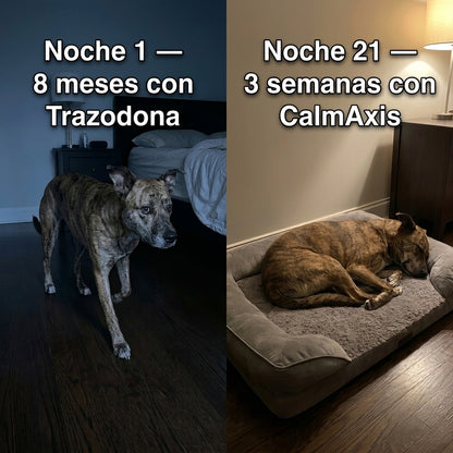 Turkey Tail — pote de suplemento para perros junto a los chews masticables