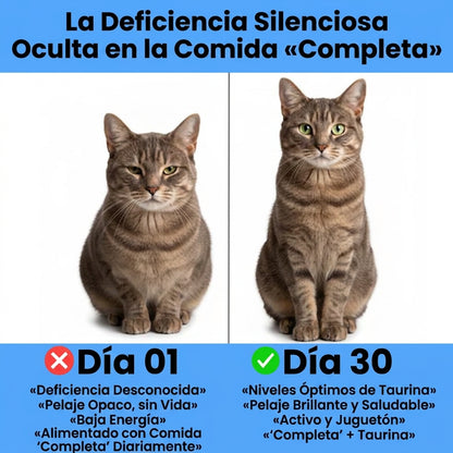 Detén la deficiencia silenciosa antes de que aparezcan los síntomas con el suplemento de taurina KittySupps™